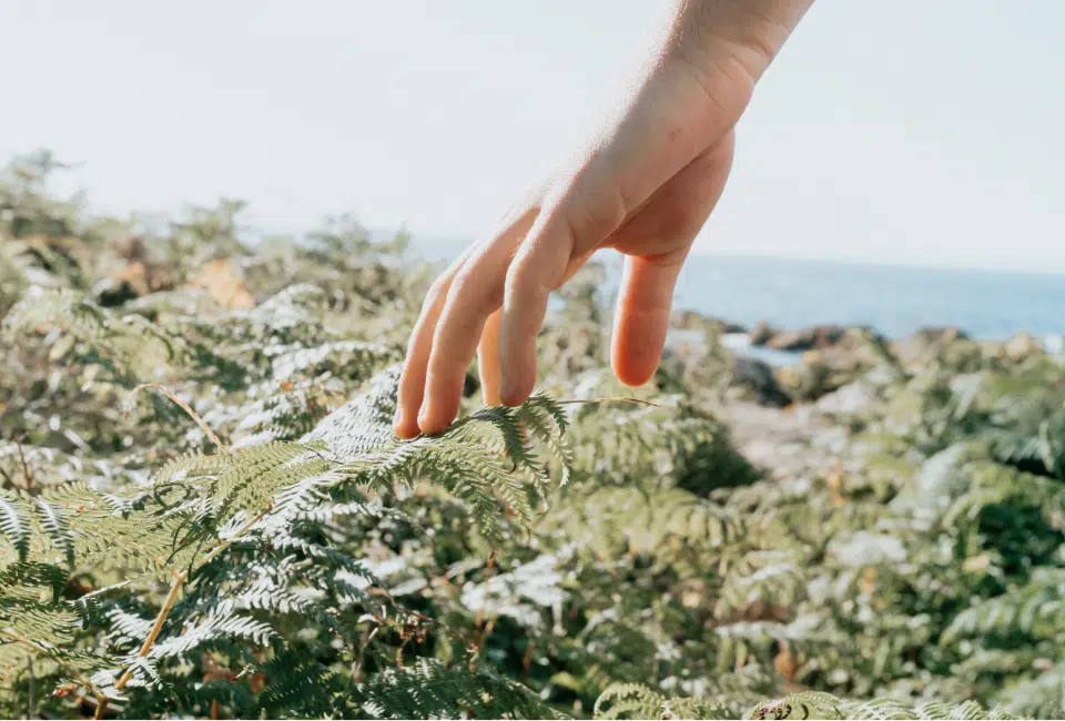 functional medicine